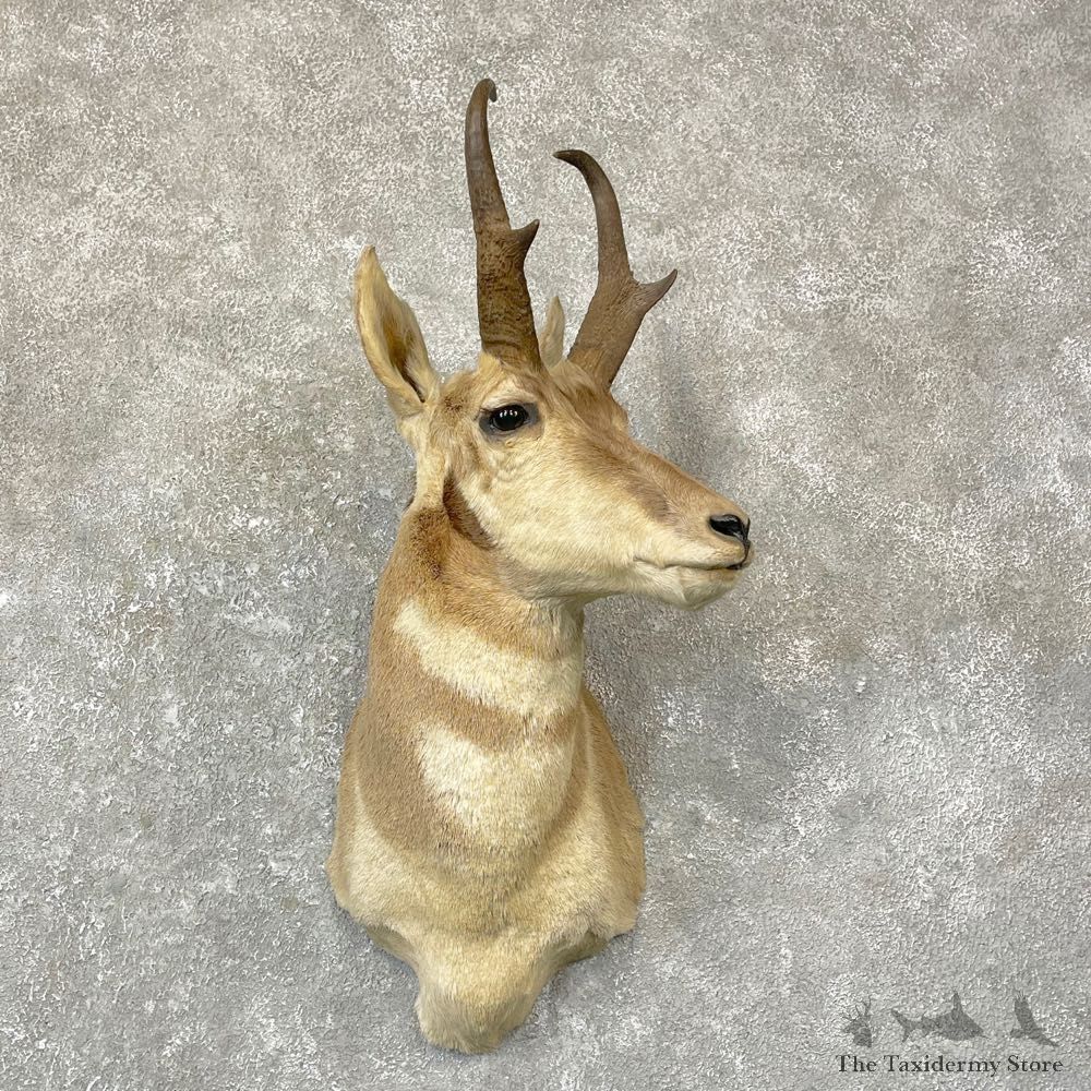 Pronghorn Antelope Shoulder Mount For Sale #24735 @ The Taxidermy Store