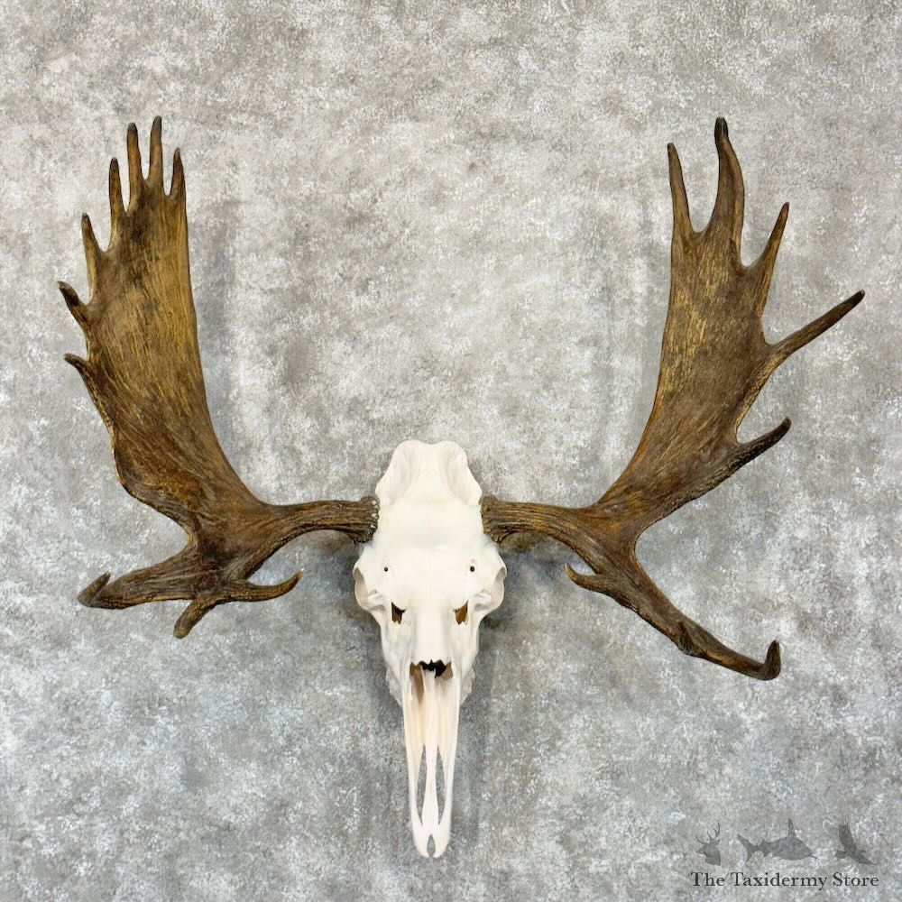 Eastern Canadian Moose Skull European Mount For Sale #28971 @ The Taxidermy Store