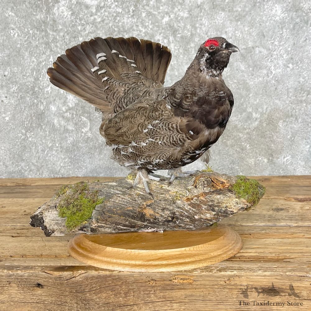 Spruce Grouse Mount For Sale #27606 - The Taxidermy Store