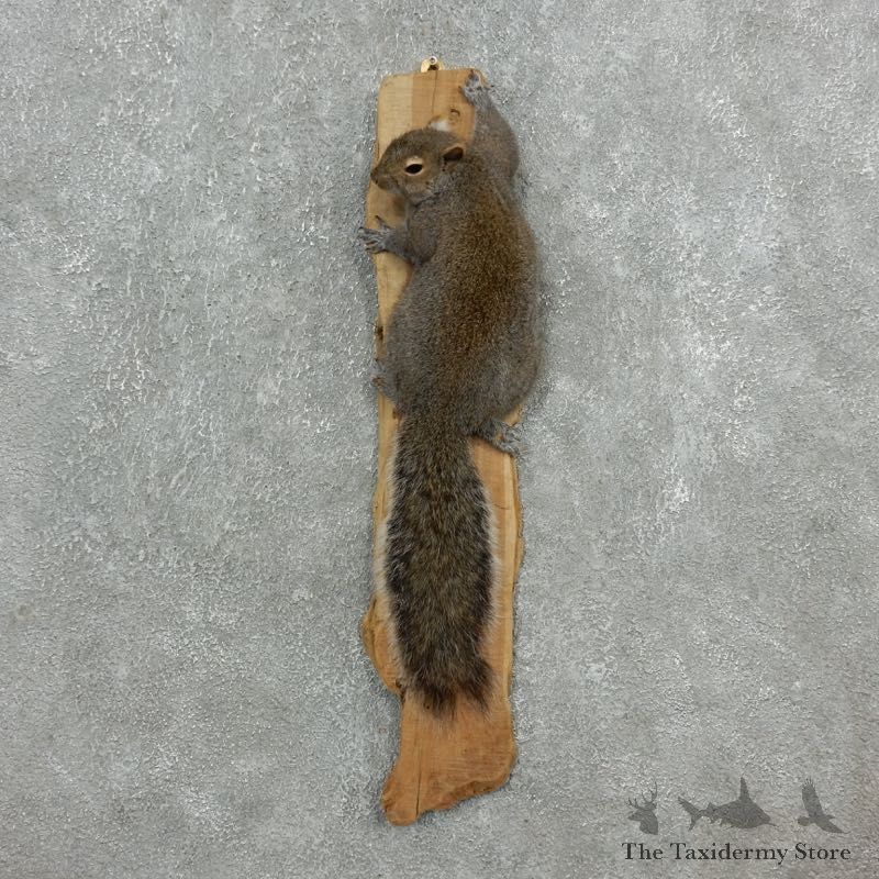 Grey Squirrel Life-Size Mount For Sale #18113 @ The Taxidermy Store
