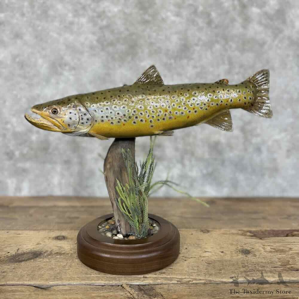 Brown Trout Fish Mount For Sale #30568 @ The Taxidermy Store