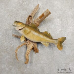 Walleye Taxidermy Mount For Sale #20879 @ The Taxidermy Store