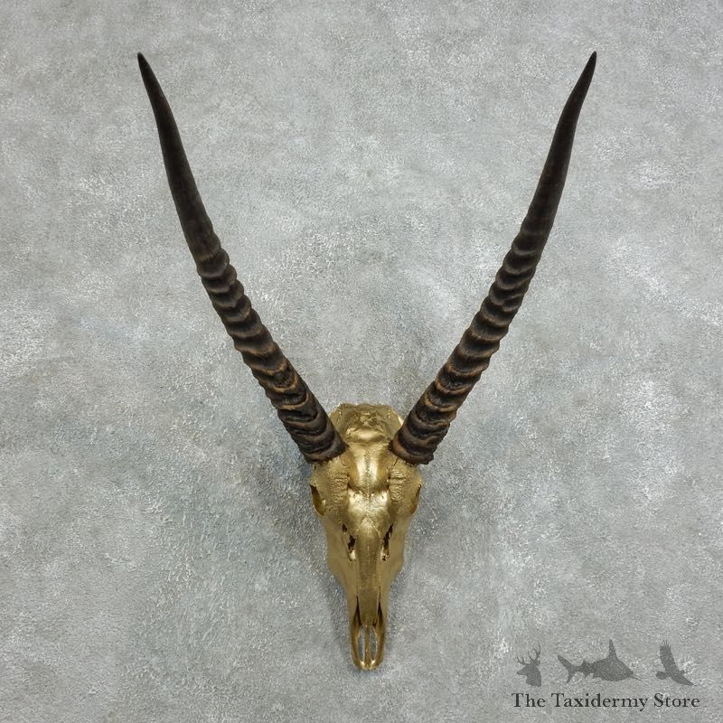Common Waterbuck Shoulder Mount For Sale #16705 @ The Taxidermy Store