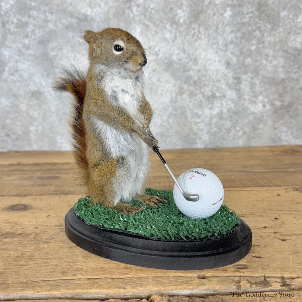 Golfing Squirrel Novelty Mount For Sale #29945 @ The Taxidermy Store