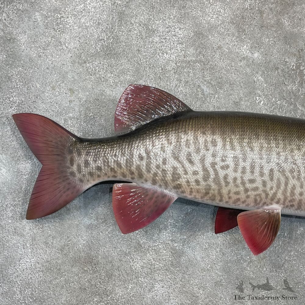 Reproduction Muskellunge Fish Mount For Sale #27232 @ The Taxidermy Store