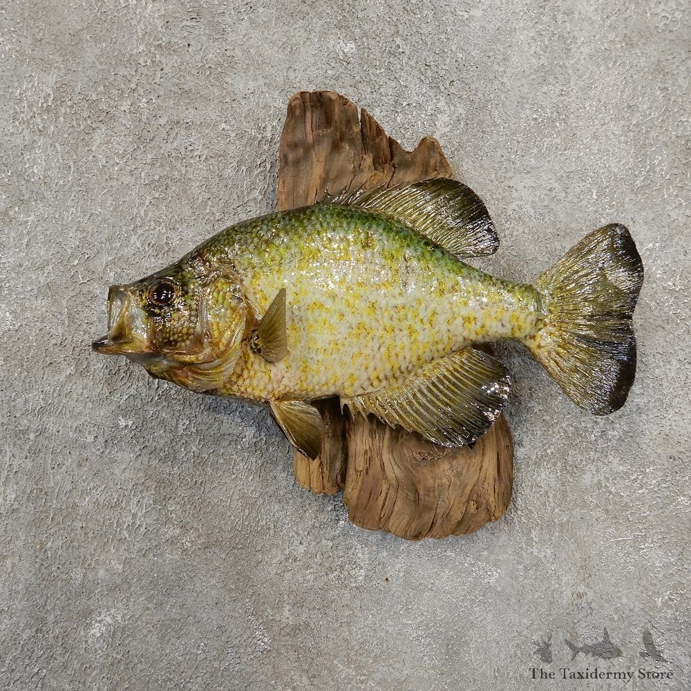Black Crappie Taxidermy Fish Mount #20929 For Sale @ The Taxidermy Store