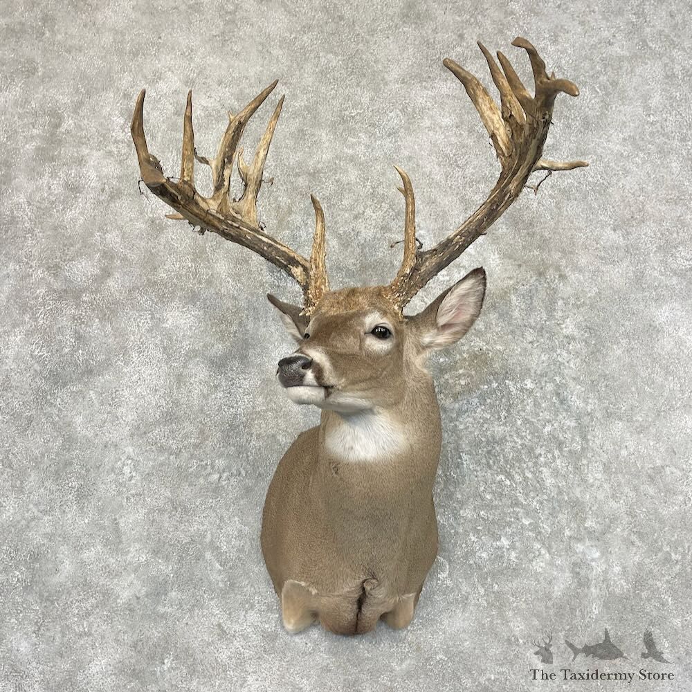 Whitetail Deer Shoulder Mount For Sale #27636 @ The Taxidermy Store