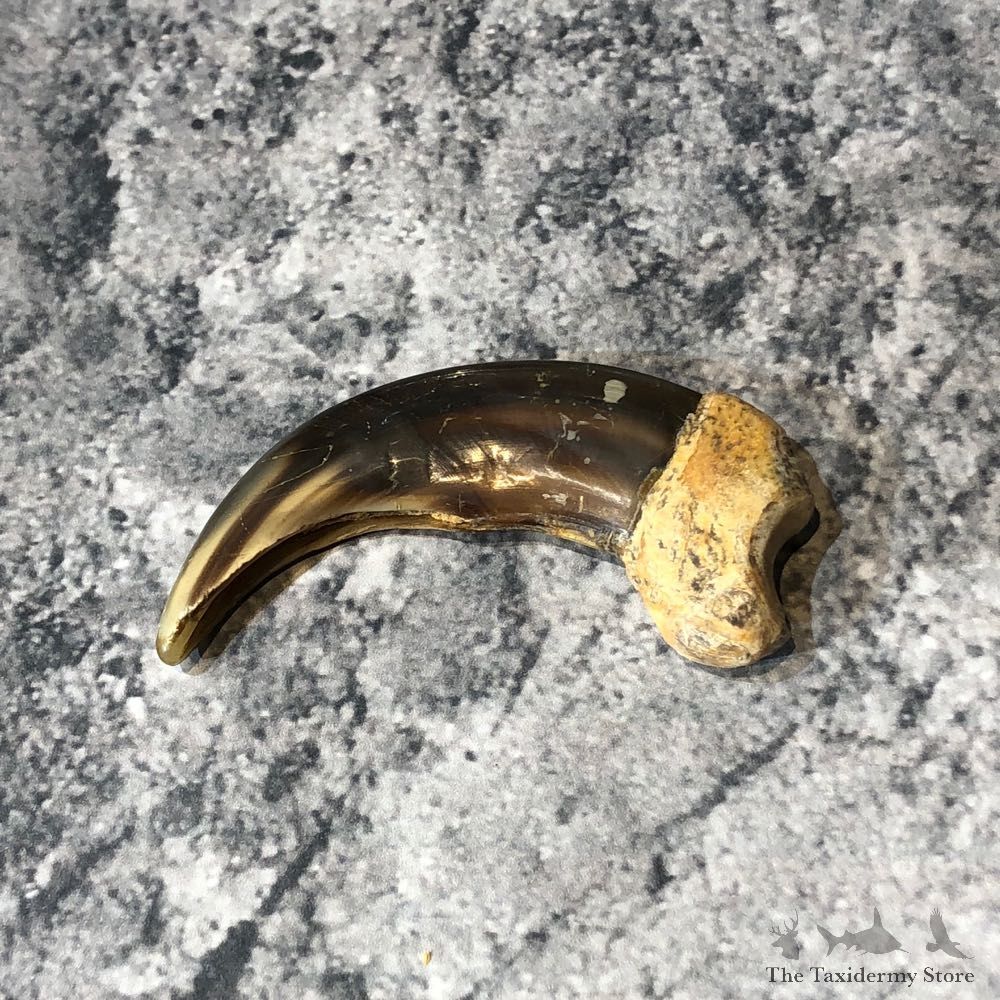 Grizzly Bear Claw For Sale #18812 @ The Taxidermy Store