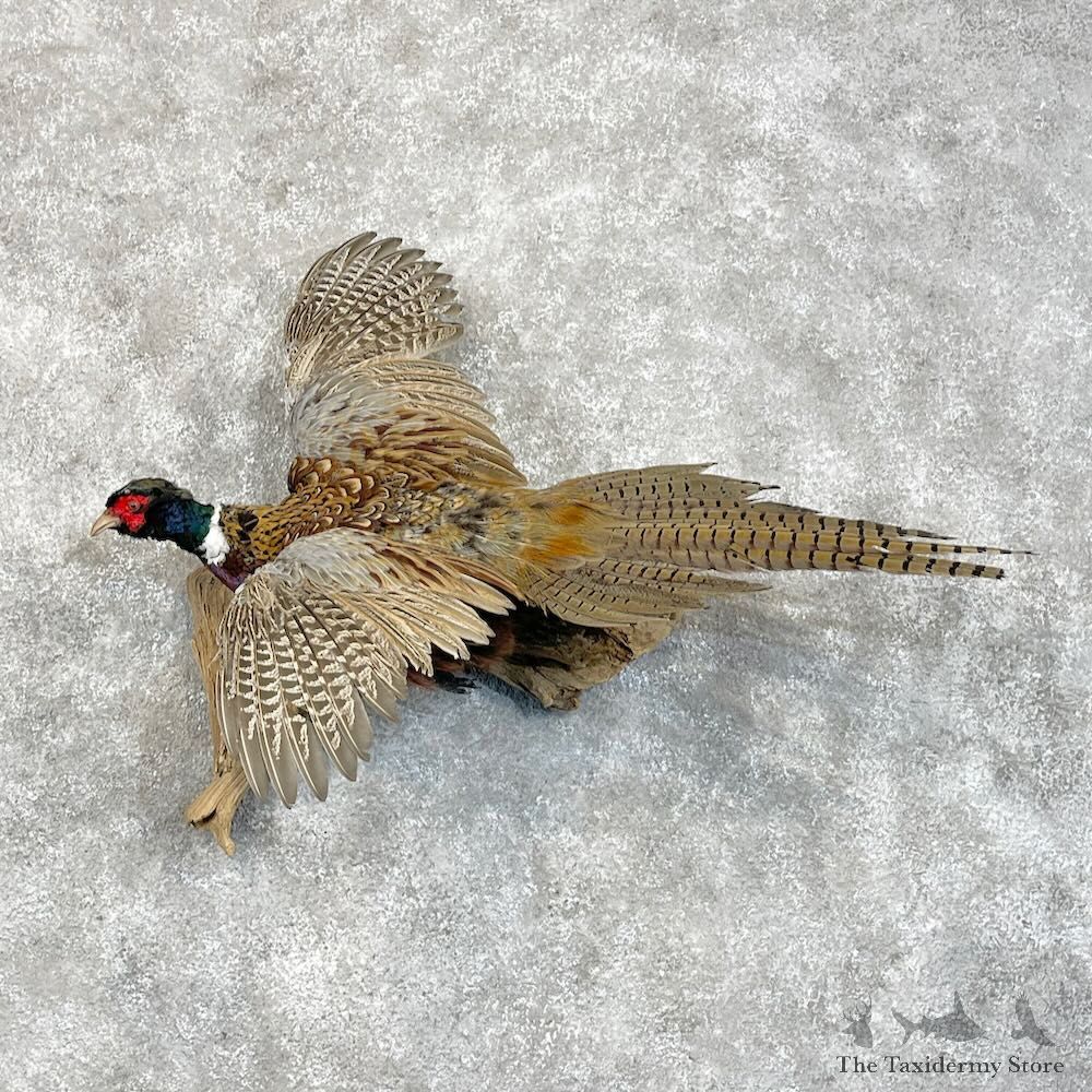 Ringneck Pheasant Bird Mount For Sale #28516 @ The Taxidermy Store