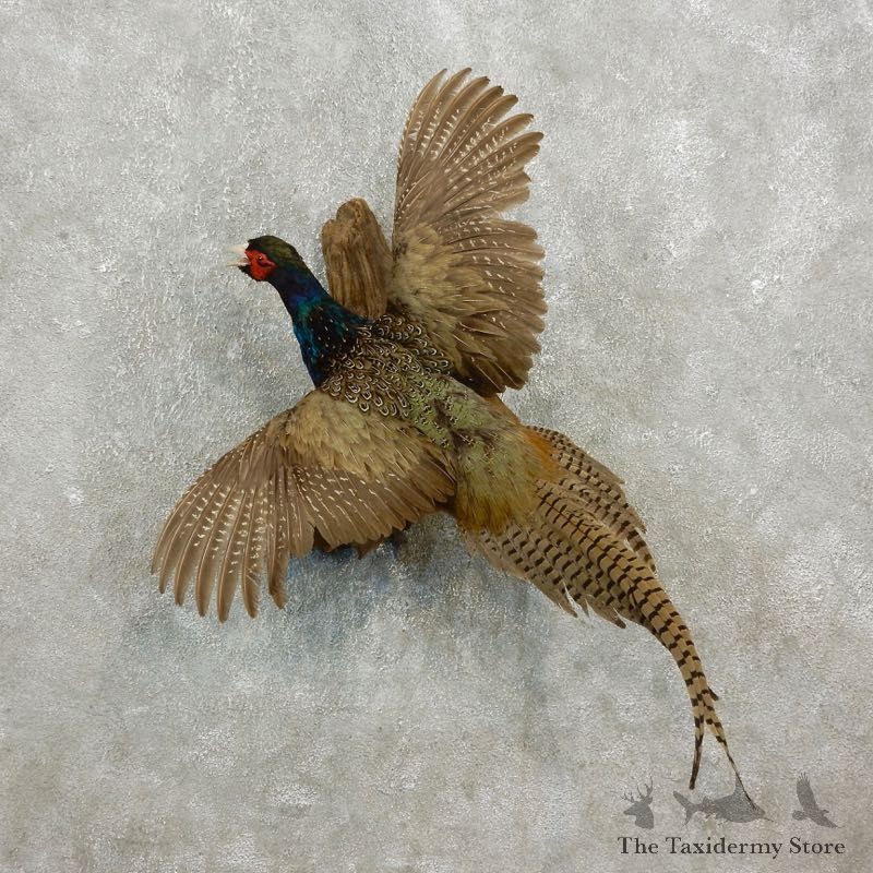 Green Pheasant Bird Mount For Sale #17743 @ The Taxidermy Store