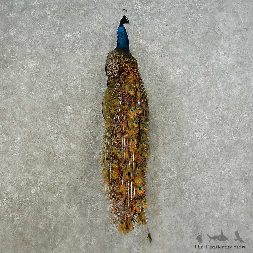 Indian Peacock Bird Mount For Sale #16226 @ The Taxidermy Store