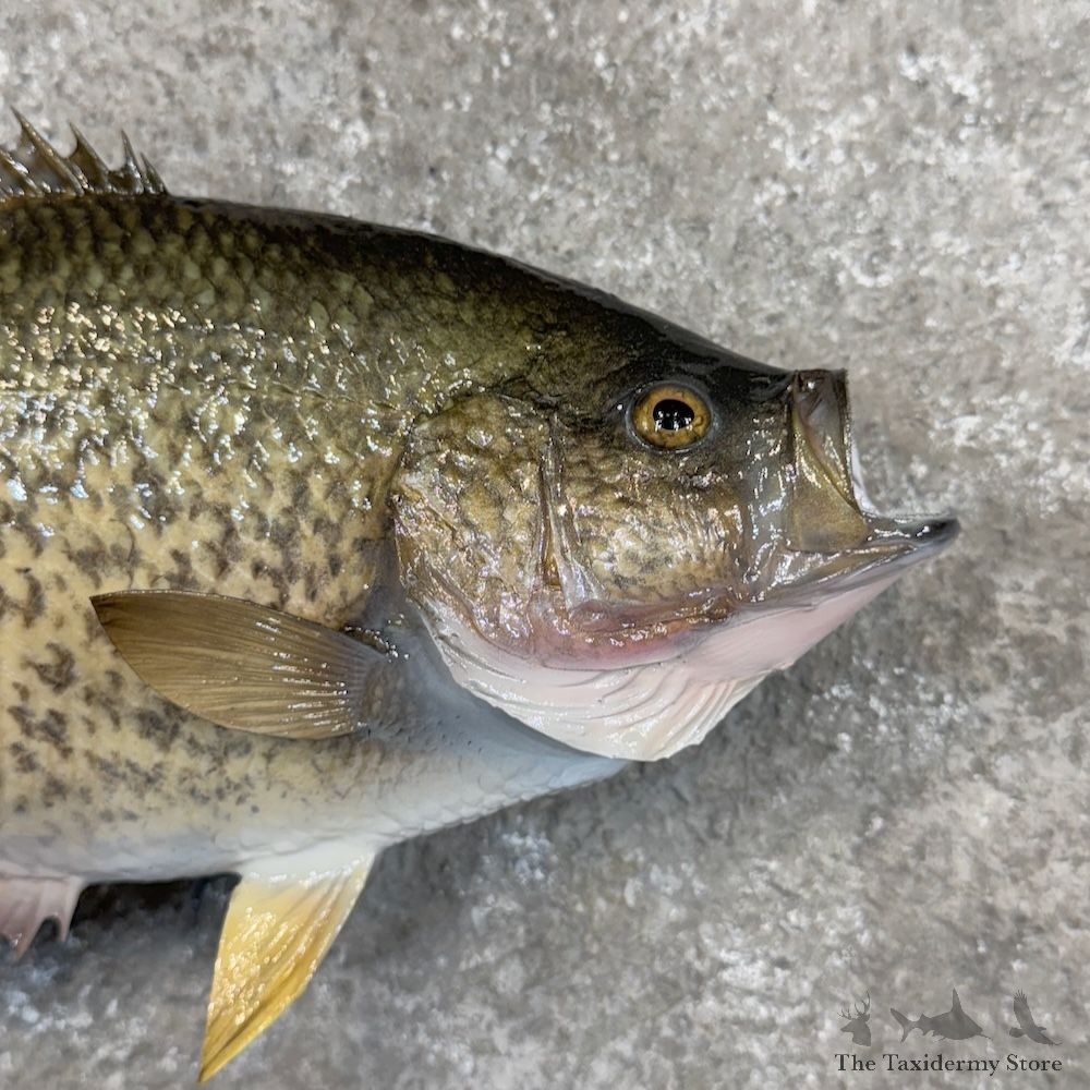 White Crappie Fish Mount For Sale #30080 @ The Taxidermy Store