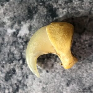Mountain Lion Cougar Taxidermy Authentic Claw #19363 For Sale @ The Taxidermy Store