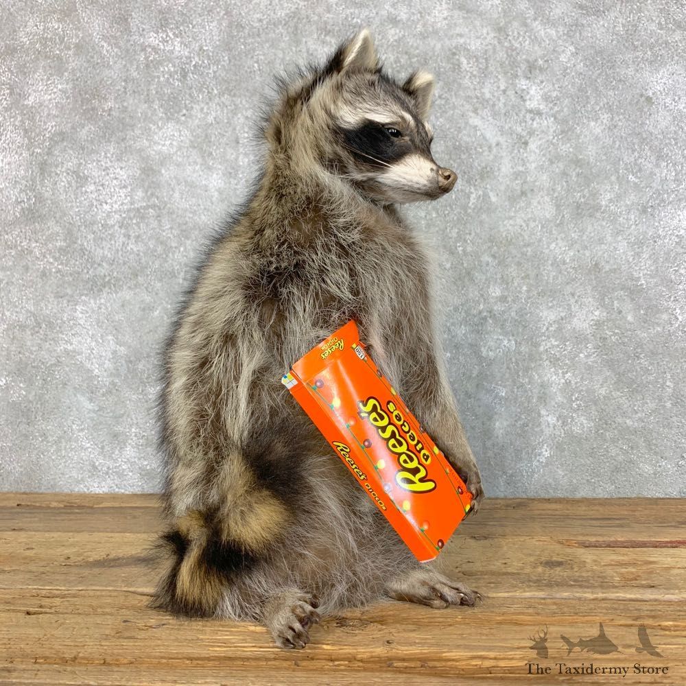 Candy Raccoon Mount For Sale #23424 @ The Taxidermy Store