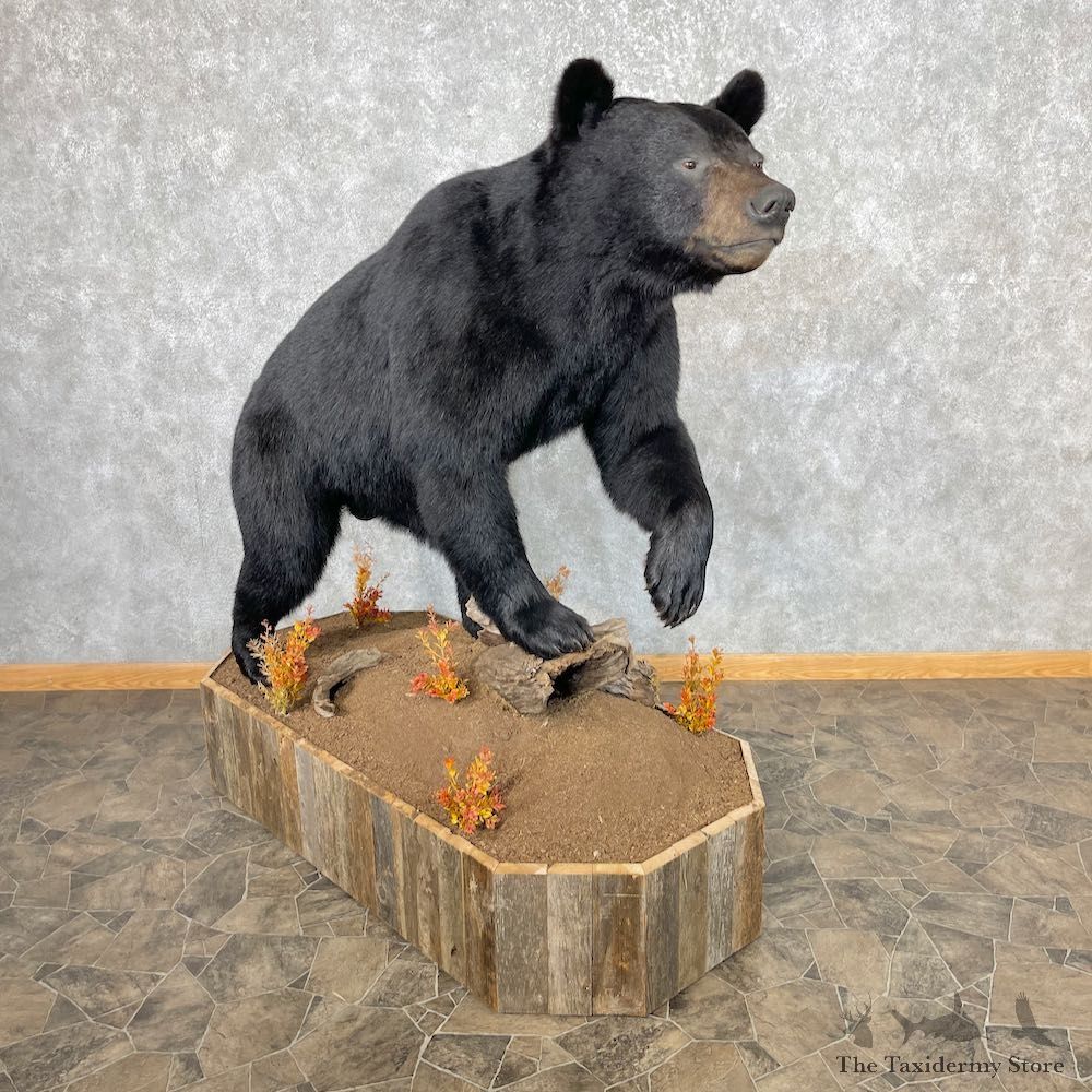 Black Bear Life-Size Mount For Sale #26742 @ The Taxidermy Store