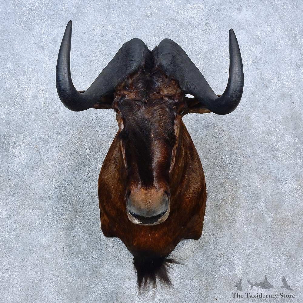 Black Wildebeest Shoulder Mount For Sale #15291 @ The Taxidermy Store