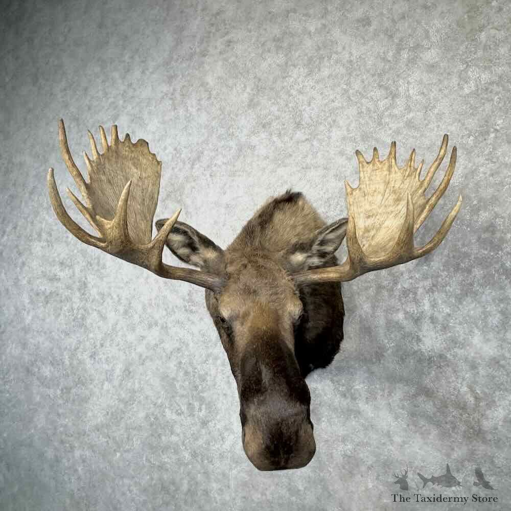 Canadian Moose Shoulder Mount For Sale #30366 @ The Taxidermy Store