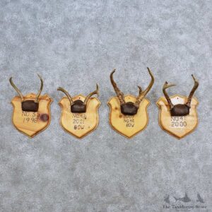 Whitetail Antler Plaque Mounts For Sale #15670 @ The Taxidermy Store