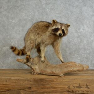 Raccoon Life-Size Mount For Sale #17217 @ The Taxidermy Store