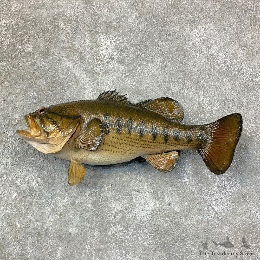 Largemouth Bass Fish Mount For Sale #22767 @ The Taxidermy Store