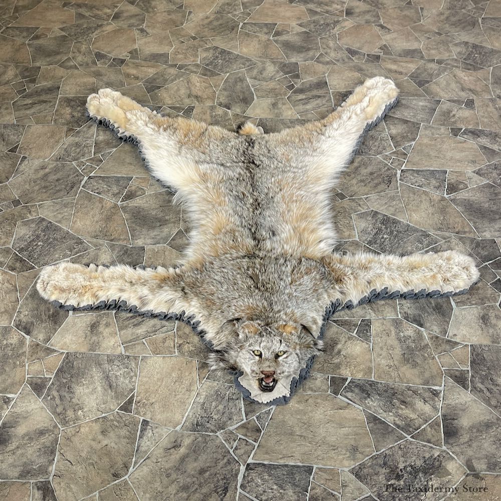 Alaskan Lynx Taxidermy Full-Size Rug Mount For Sale #26292 @ The Taxidermy Store