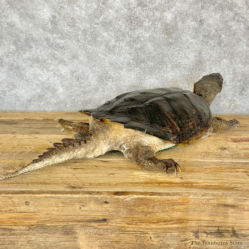 Common Snapping Turtle Mount For Sale #28793 @ The Taxidermy Store