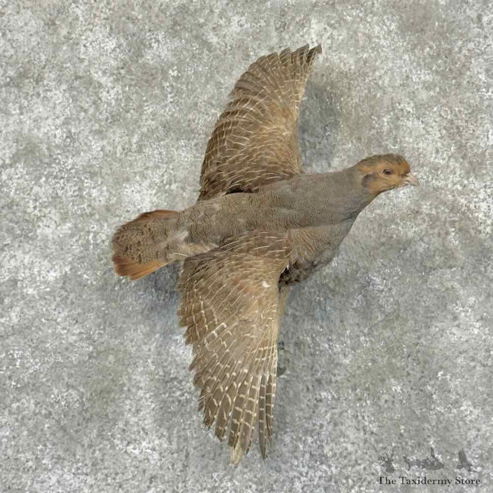 Hungarian Grey Partridge Mount For Sale #31953 @ The Taxidermy Store