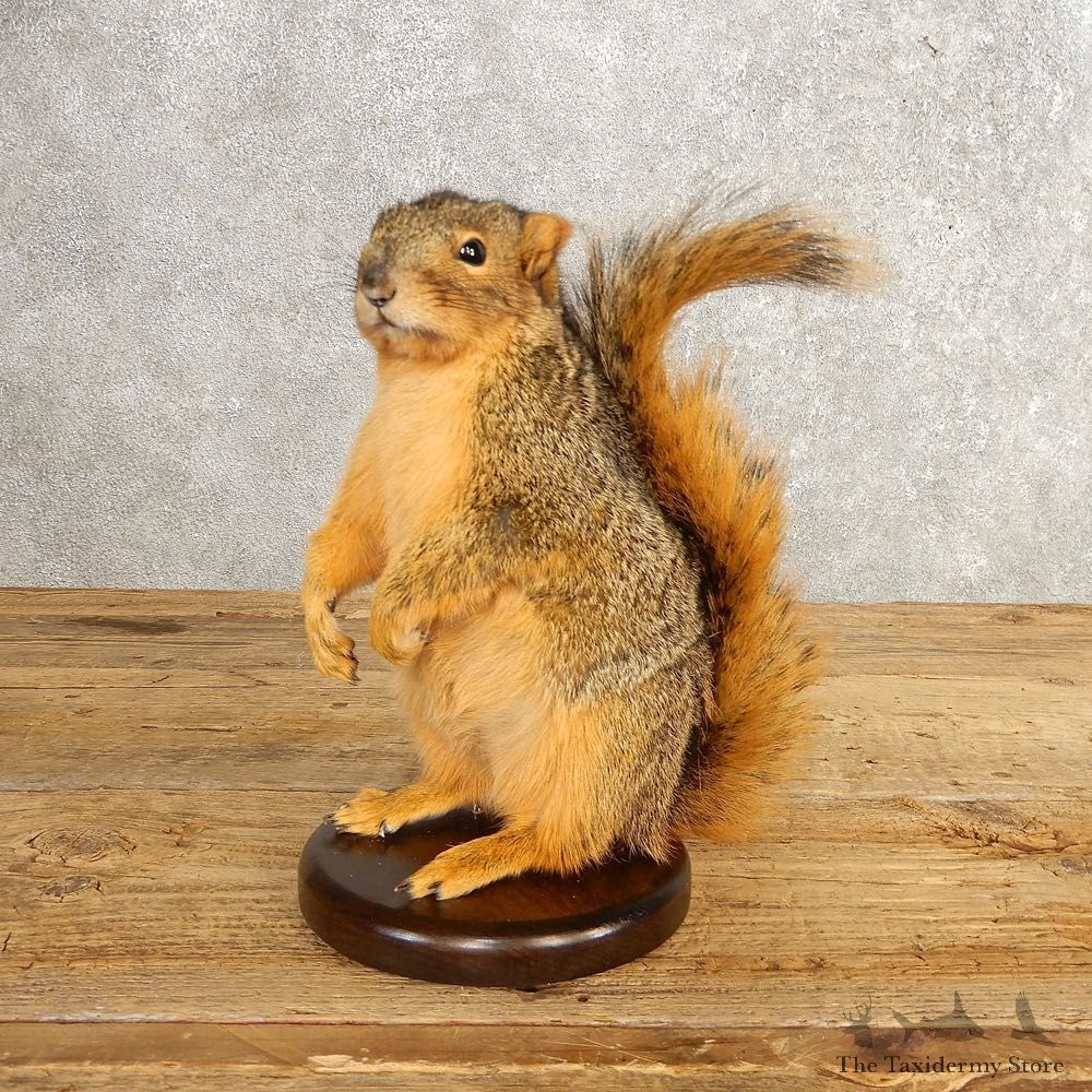 Fox Squirrel Mount For Sale #21248 @ The Taxidermy Store