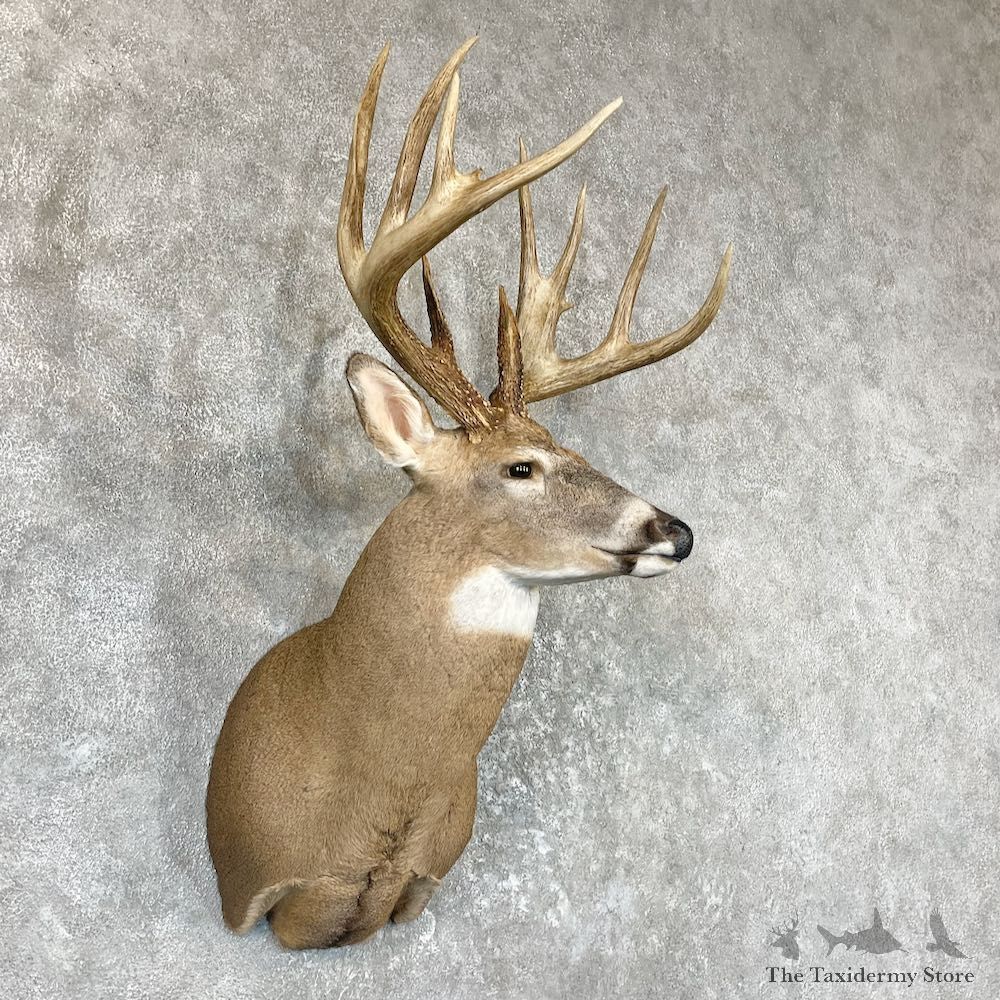 Whitetail Deer Shoulder Taxidermy Mount For Sale #26590 @ The Taxidermy Store
