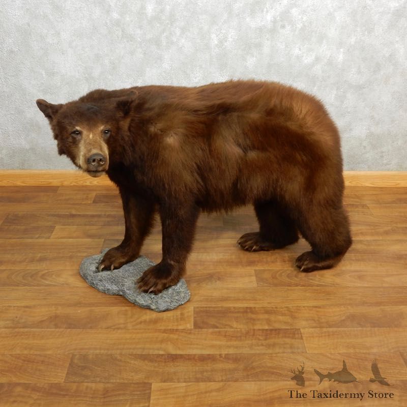 Cinnamon Black Bear Life-Size Mount For Sale #18214 @ The Taxidermy Store