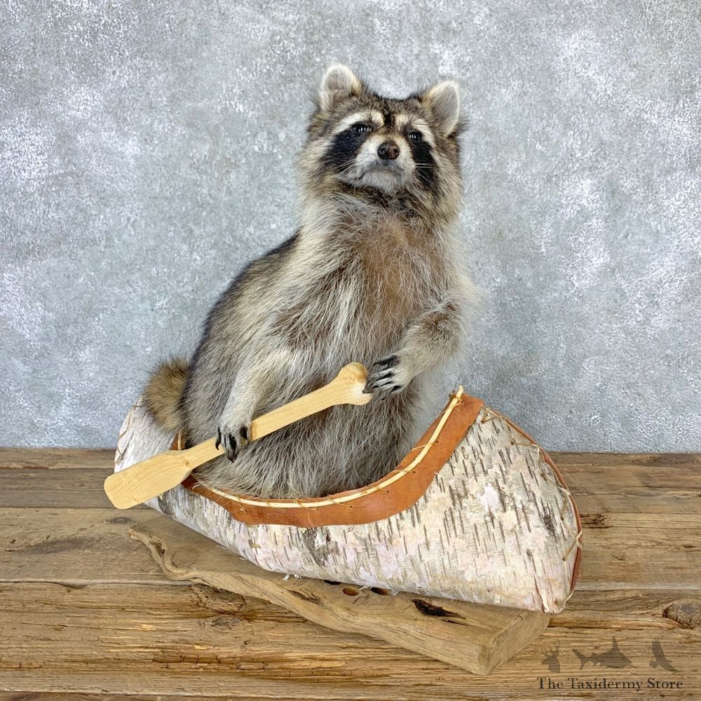 Canoeing Raccoon Novelty Mount For Sale #23200 @ The Taxidermy Store