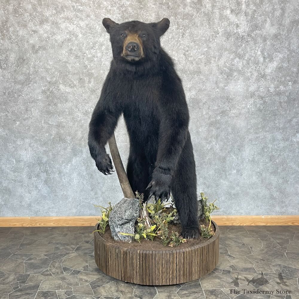 Black Bear Life-Size Mount For Sale #28736 @ The Taxidermy Store