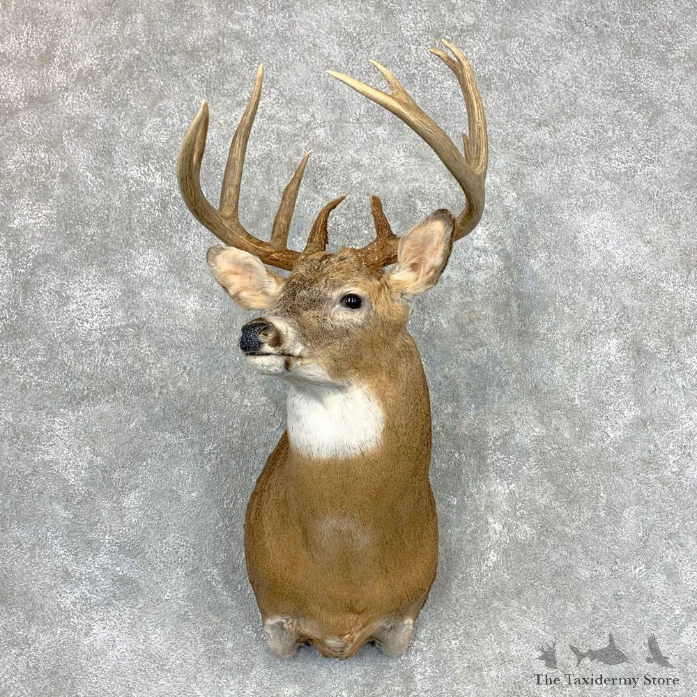 Whitetail Deer Shoulder Mount #23350 For Sale - The Taxidermy Store