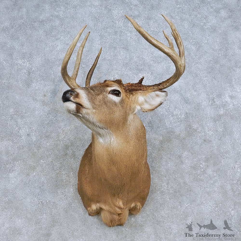 Whitetail Deer Shoulder Mount For Sale #14807 @ The Taxidermy Store