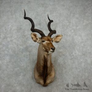 Greater Kudu Shoulder Mount For Sale #17243 @ The Taxidermy Store