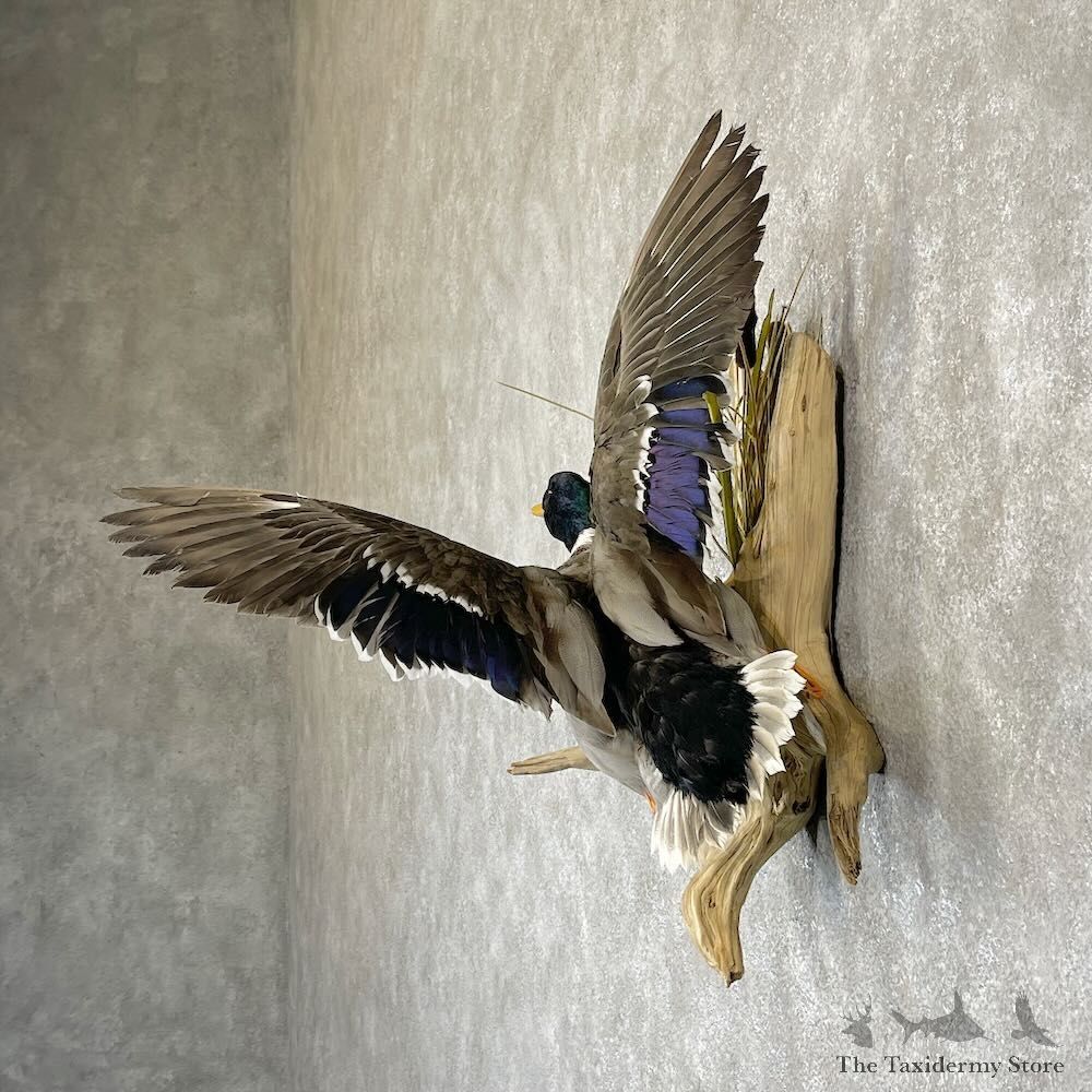 Mallard Duck Drake Mount For Sale #28199 @ The Taxidermy Store