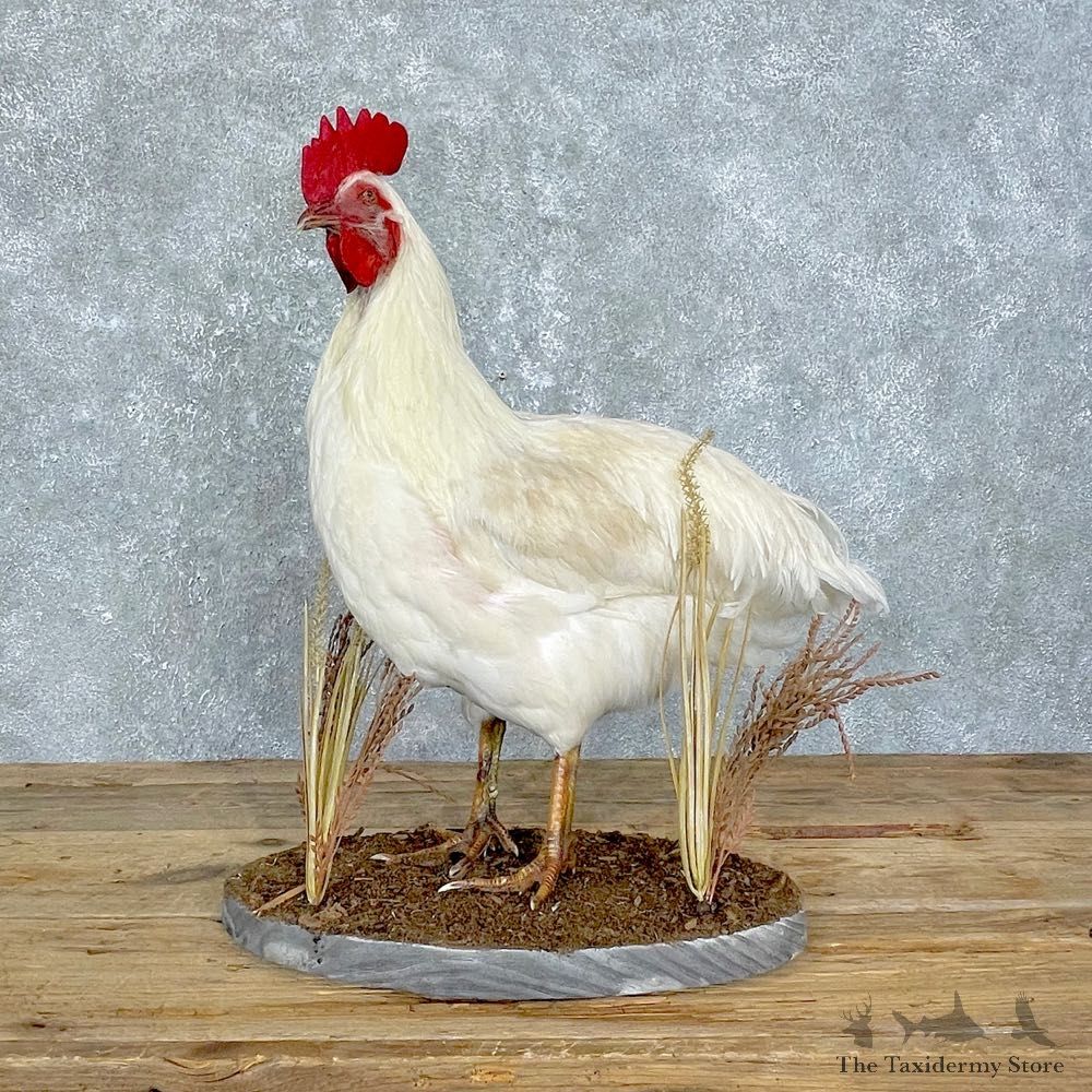 Leghorn Chicken Rooster Bird Mount For Sale #24831 @ The Taxidermy Store