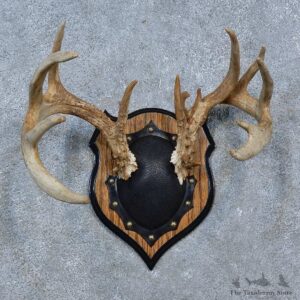 Whitetail Deer Antler Plaque Mount For Sale #15338 @ The Taxidermy Store