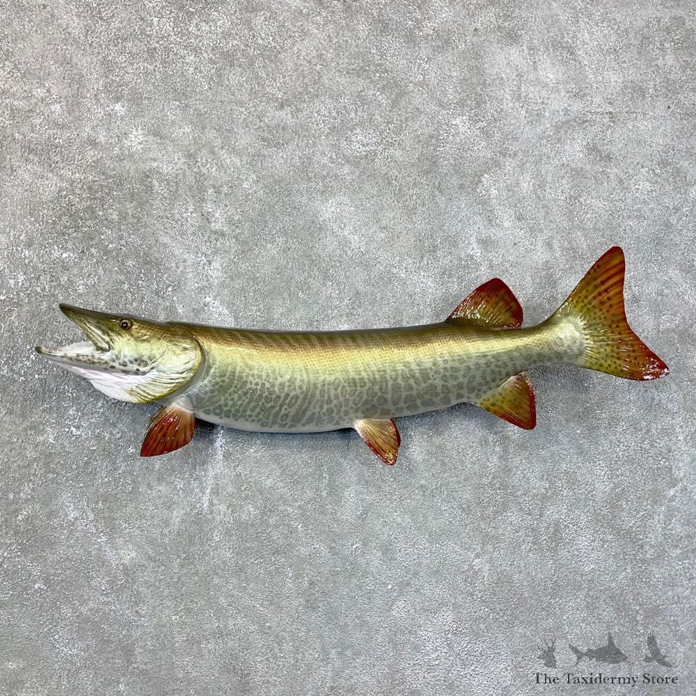 Tiger Musky Fish Taxidermy Mount For Sale #23725 - The Taxidermy Store