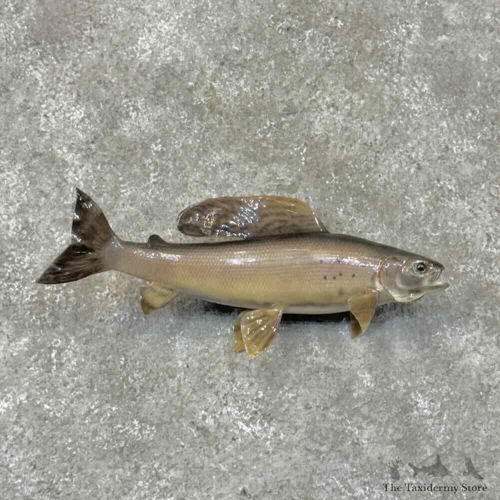 Arctic Grayling Fish Mount For Sale #30455 @ The Taxidermy Store