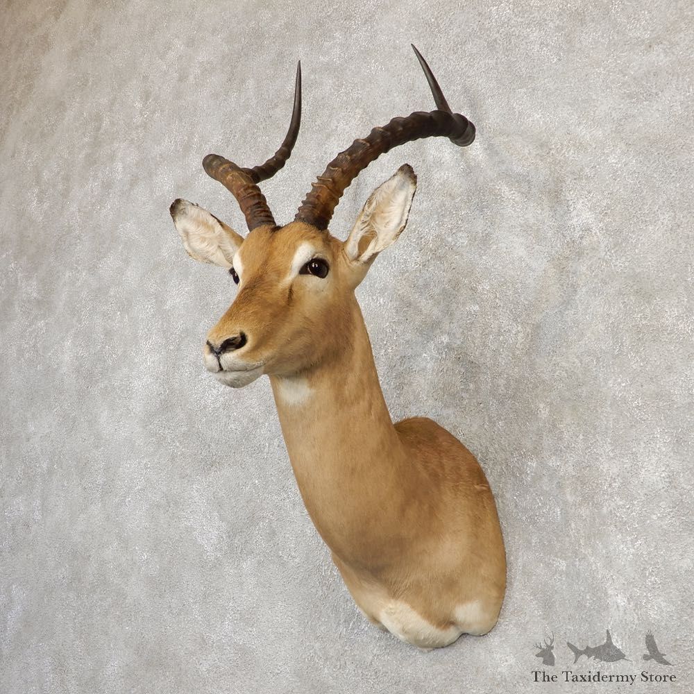 South African Impala Shoulder Mount For Sale #20294 @ The Taxidermy Store