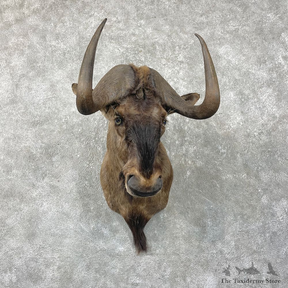 Black Wildebeest Shoulder Mount For Sale #28184 @ The Taxidermy Store