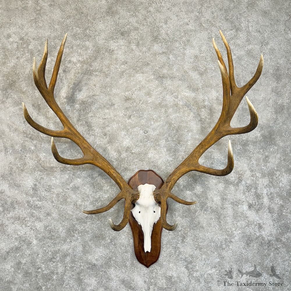 Red Deer Stag Skull Antler European Mount For Sale #28852 @ The Taxidermy Store