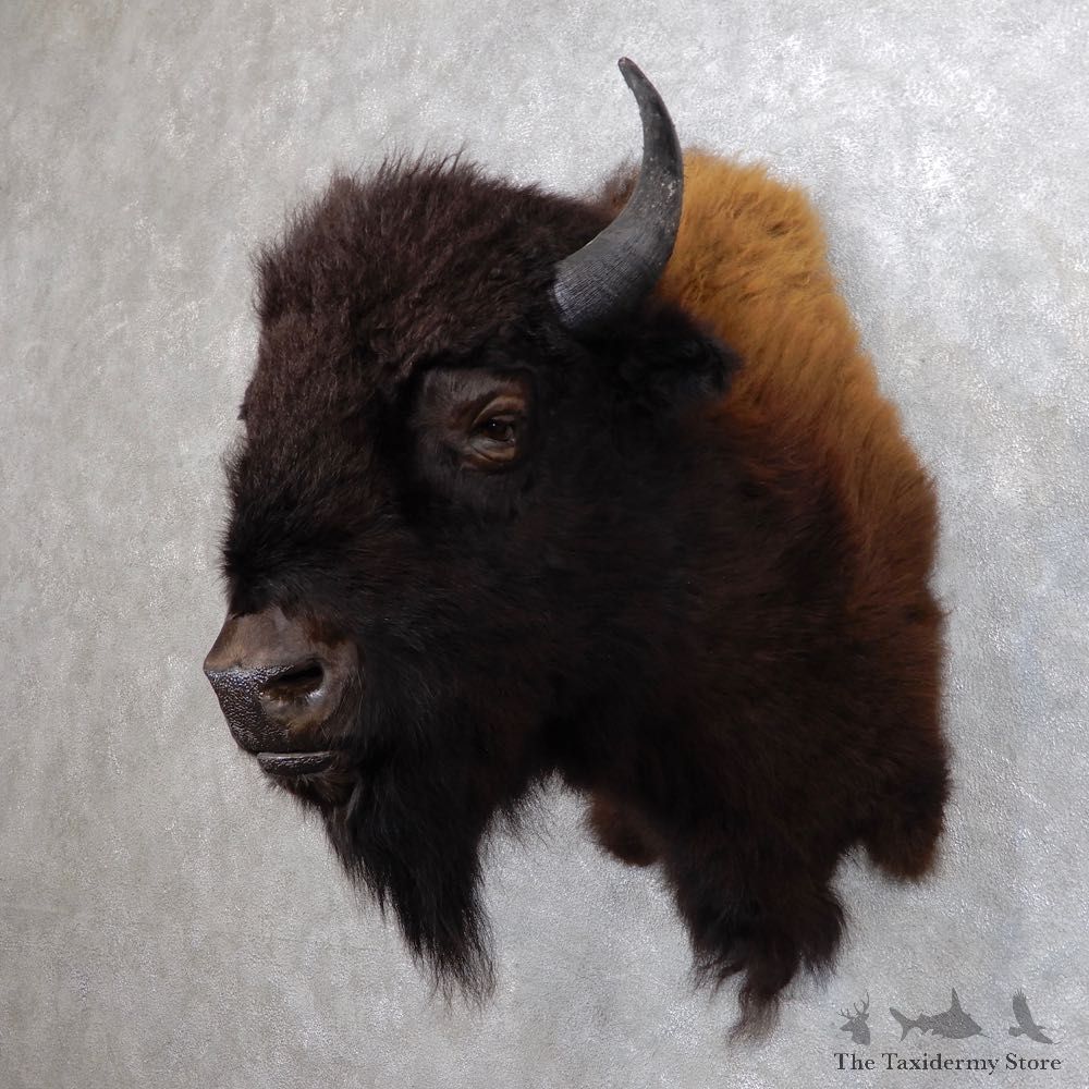 American Buffalo Shoulder Mount For Sale #18605 @ The Taxidermy Store