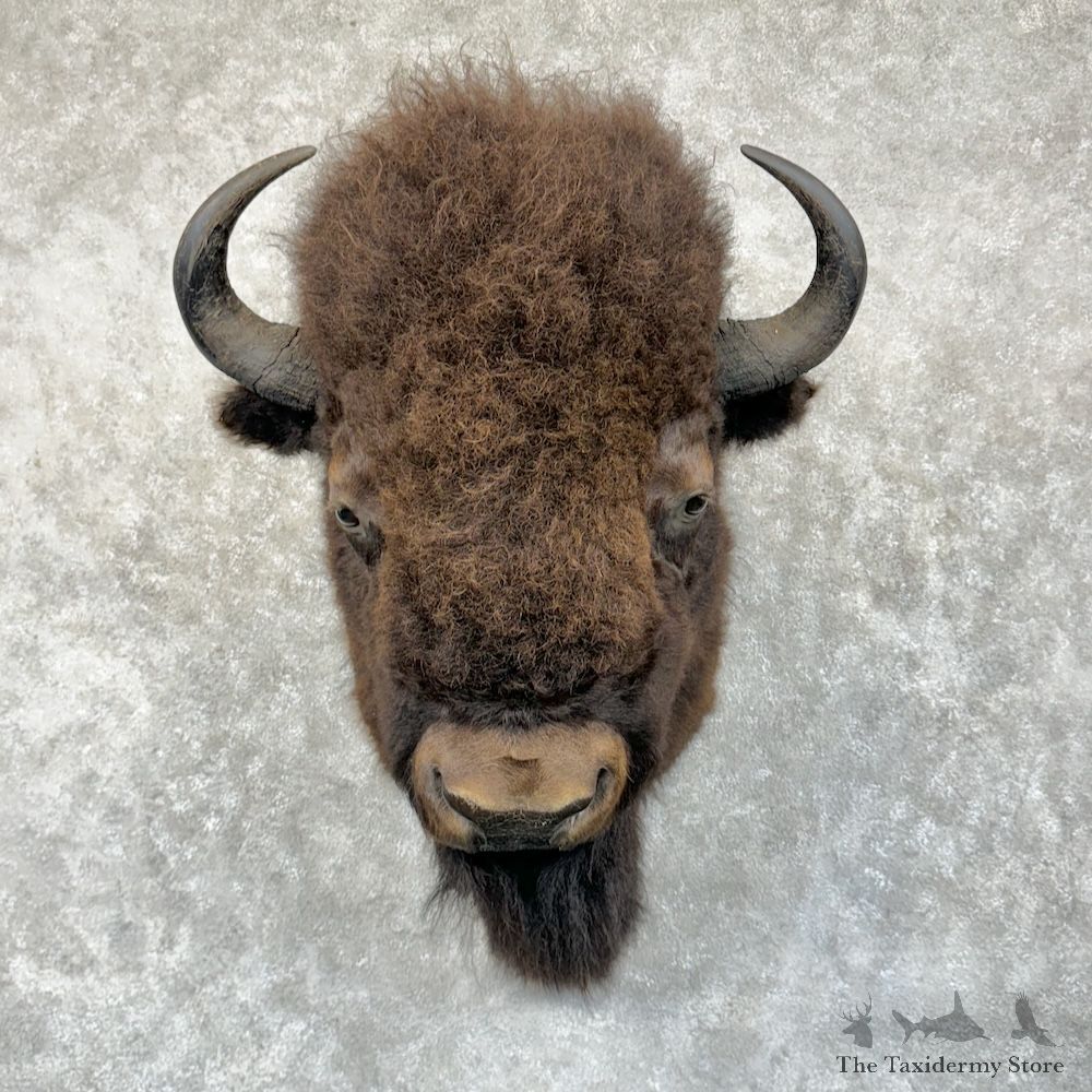 American Buffalo Bison Shoulder Mount For Sale #29604 @ The Taxidermy Store