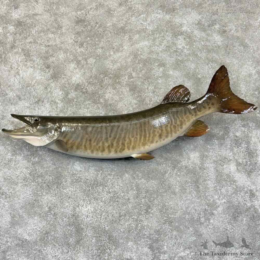 Muskellunge Fish Mount For Sale #30877 @ The Taxidermy Store