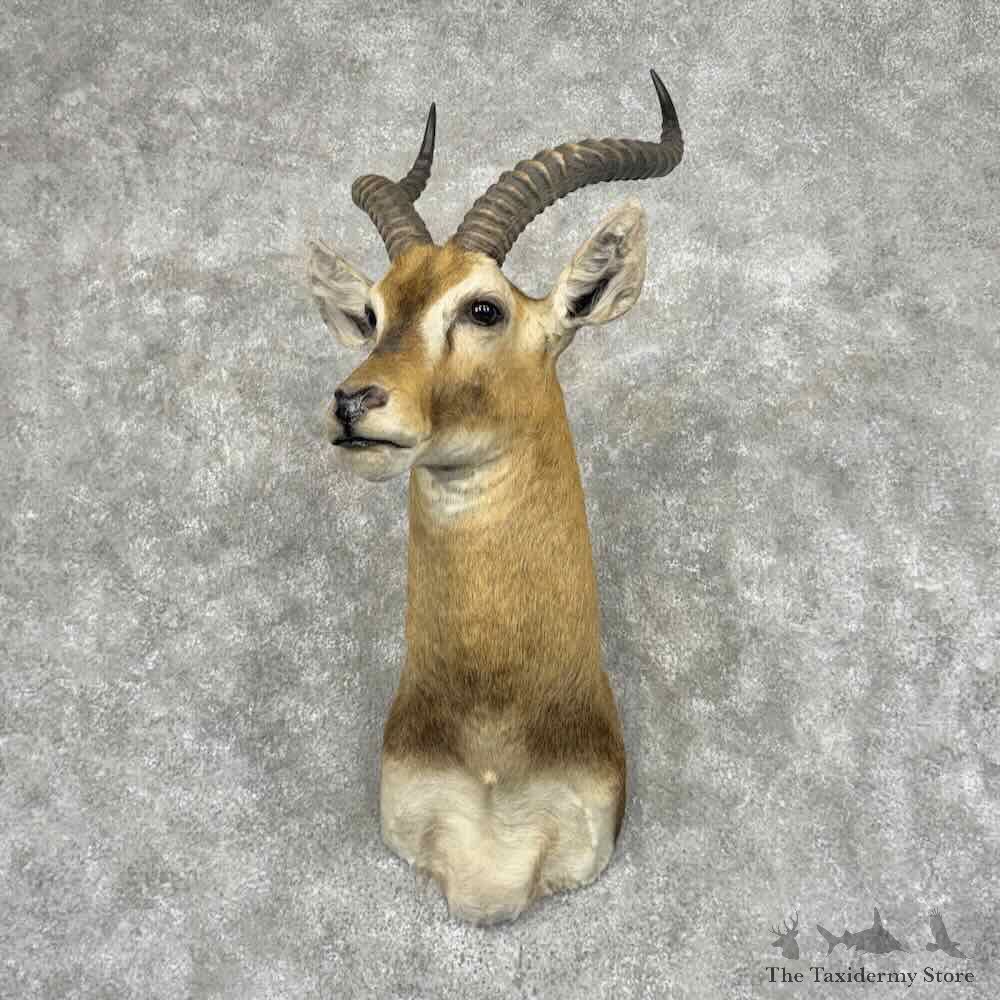 Ugandan Kob Shoulder Mount For Sale #32108 @ The Taxidermy Store
