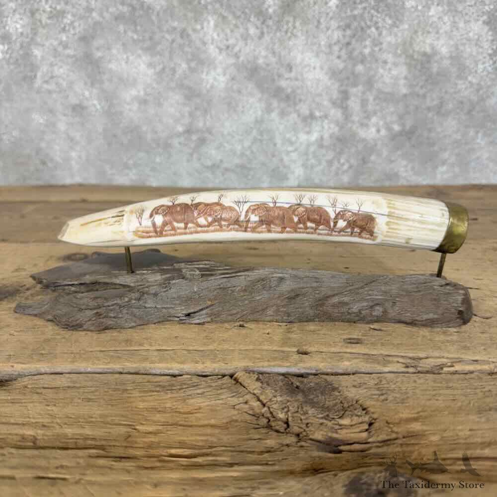 Hippopotamus Tooth Scrimshaw Safari Decor For Sale #31137 @ The Taxidermy Store