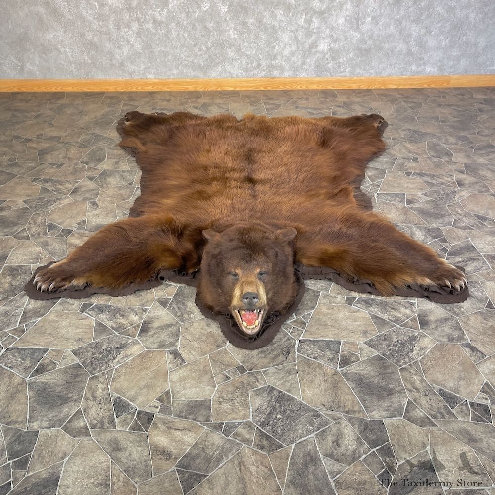 Cinnamon Phase Black Bear Full-Size Rug For Sale #25591 @ The Taxidermy Store
