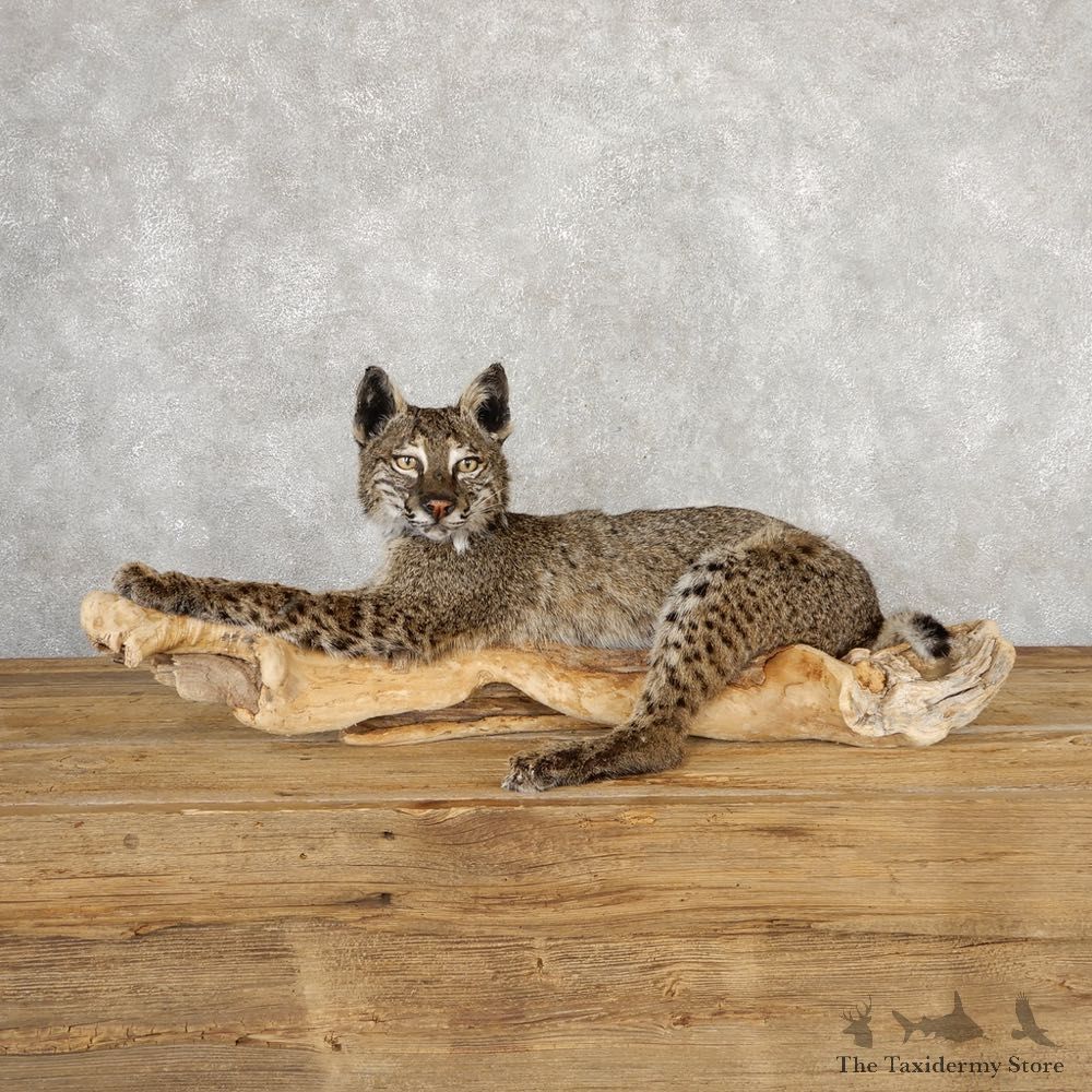 Bobcat Life-Size Mount For Sale #18880 @ The Taxidermy Store